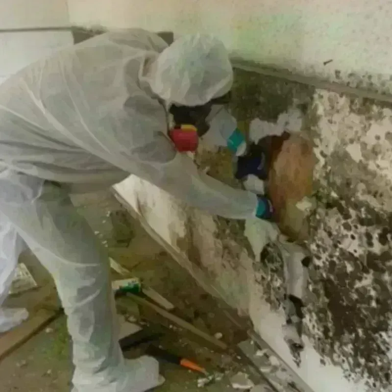 Mold Remediation and Removal in Lynwood, CA